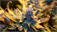 F+60 UK Chesse C.jpg