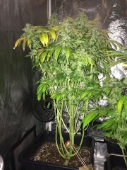Holy Grail Kush FLO+63.jpg