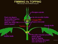 FIM vs Topping.jpg