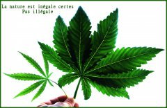Sativa indica