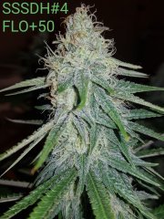 Super Silver Sour Diesel Haze