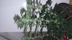 20190513_204126.jpg