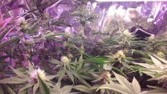 Blue widow #30 jours de floraison?