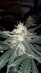 OG kush féminisées à #42 jours de floraison?