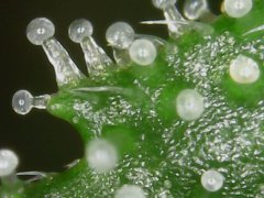 OG kush féminisées à #42 jours de floraison?