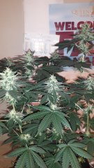 OG kush féminisées à #43 jours de floraison?