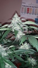 OG kush féminisées à #43 jours de floraison?