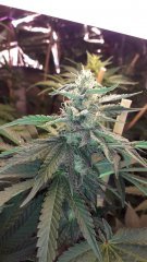 OG kush féminisées à 50 jours de floraison?