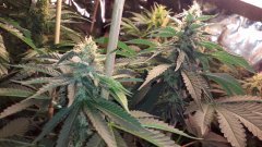 OG kush féminisées à 50 jours de floraison?