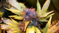 F+60 Blueberry Haze C.jpg