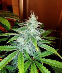 Mephisto Toofless alien
