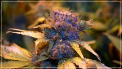 F+60 Blueberry Haze A.jpg