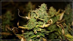 F+60 UK Chesse B.jpg