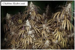 Chabine test hydro exté