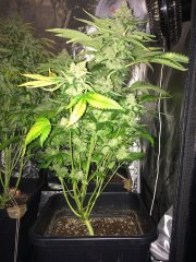 Kosher Sorbet full FLO+63.jpg