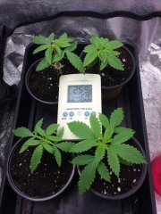 20j depuis germination
