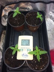 13j depuis germination