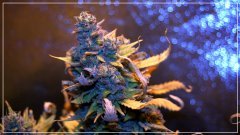 F+60 UK Chesse A.jpg