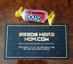 freebie Murica 2019