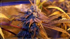 F+60 French fire A.jpg