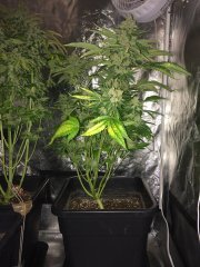 Kosher Sorbet FLO+63t.jpg