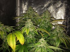 Holy Grail Kush FLO+63 Canopy.jpg