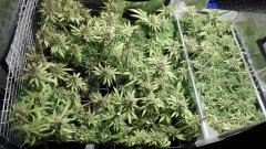 12/12 + 80j