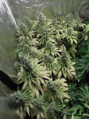 Chem#4 x OTM#1 - 65 jours 12/12