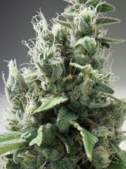 Chem#4 x OTM#1