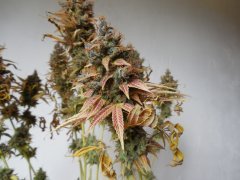 Chem#4 x OTM#1 - Mosca seeds - Phéno#6