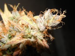 Chem#4 x OTM#1 - Mosca seeds - Phéno#6
