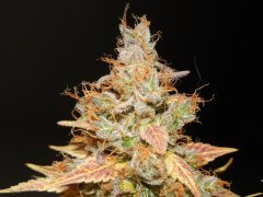 Chem#4 x OTM#1 - Mosca seeds - Phéno#6