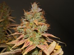 Chem#4 x OTM#1 - Mosca seeds - Phéno#6
