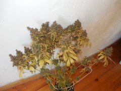 Chem#4 x OTM#1 - Mosca seeds - Phéno#9