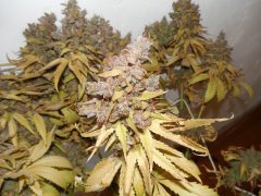 Chem#4 x OTM#1 - Mosca seeds - Phéno#9