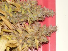 Chem#4 x OTM#1 - Mosca seeds - Phéno#9