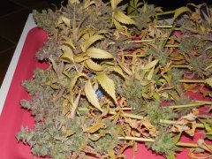 Chem#4 x OTM#1 - Mosca seeds - Phéno#9