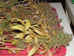Chem#4 x OTM#1 - Mosca seeds - Phéno#9