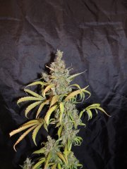 Blue Dream (HSO)
