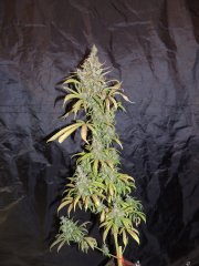 Blue Dream (HSO)
