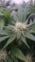 Critical Orange Punch 12/12 +40