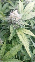 Amnesia Lemon 12/12+40