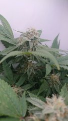 Chocolope 12/12 +40