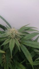 French Cheese 12/12+40