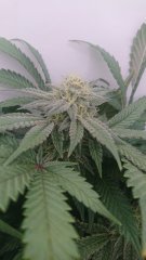 Gorilla Zkittle 12/12 +40