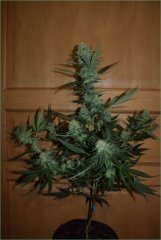 Critical Bilbo 12/12 +29j