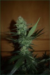 Critical Bilbo 12/12 +29j