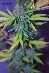 Jam Kush