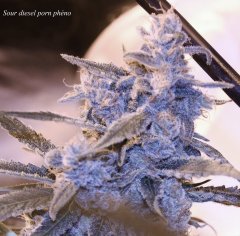 Sour diesel porn phéno