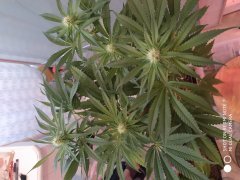 IMG_20190521_200203.jpg